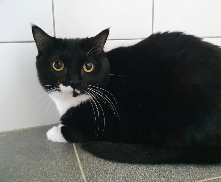 ZOE CHA, female 7yo Mixed Breed for adoption at SPA Chamarande, Chamarande