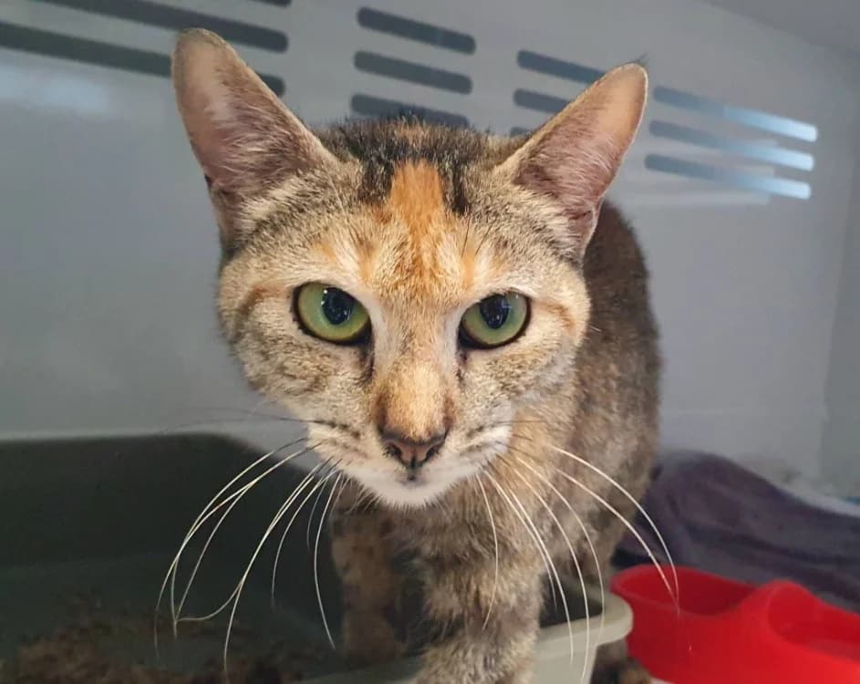 FREYA CHA, female young Mixed Breed for adoption at SPA Chamarande, Chamarande