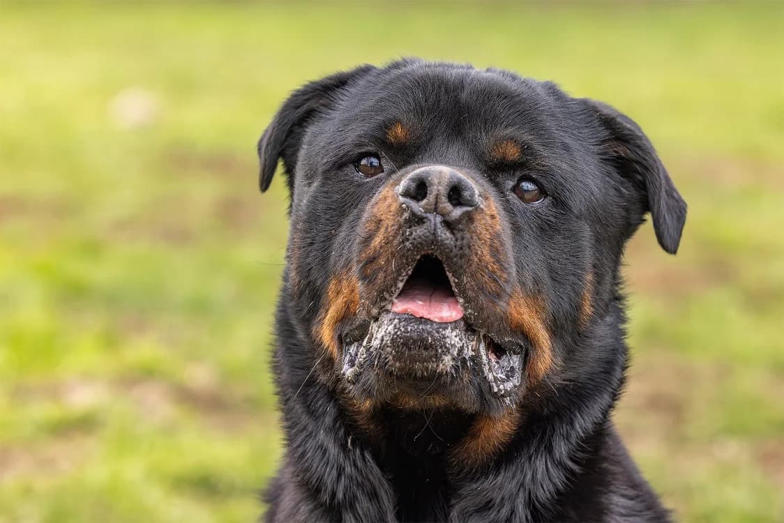 KODA CHAO, male 7yo Rottweiler for adoption at SPA Chamarande, Chamarande