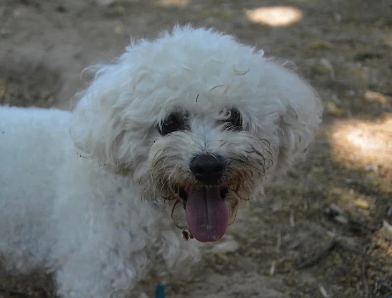 OSLO CHAO, male senior Bichon Frisé for adoption at SPA Chamarande, Chamarande