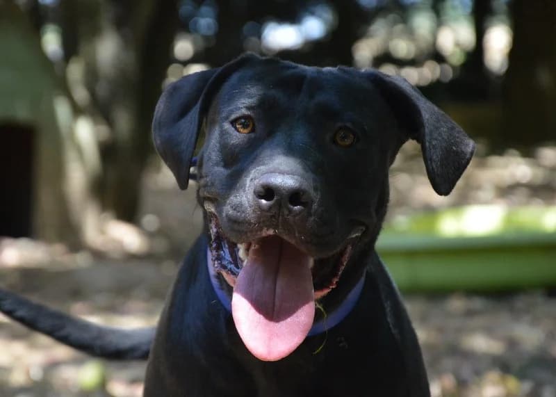 PRUNE CHAO, female young Labrador Retriever for adoption at SPA Chamarande, Chamarande