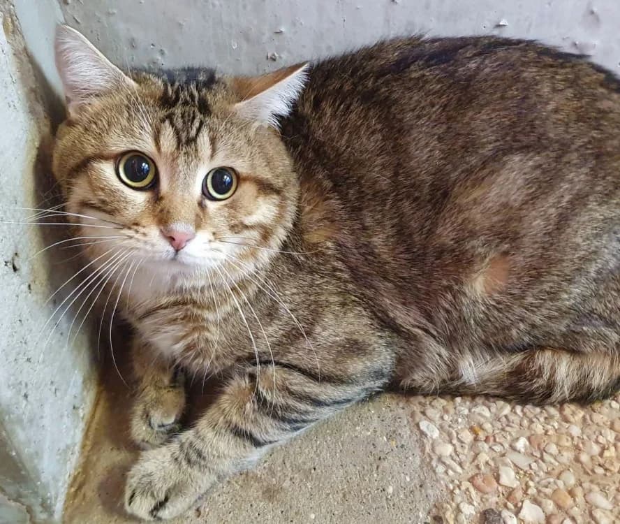 RIO CHA, male Mixed Breed for adoption at SPA Chamarande, Chamarande