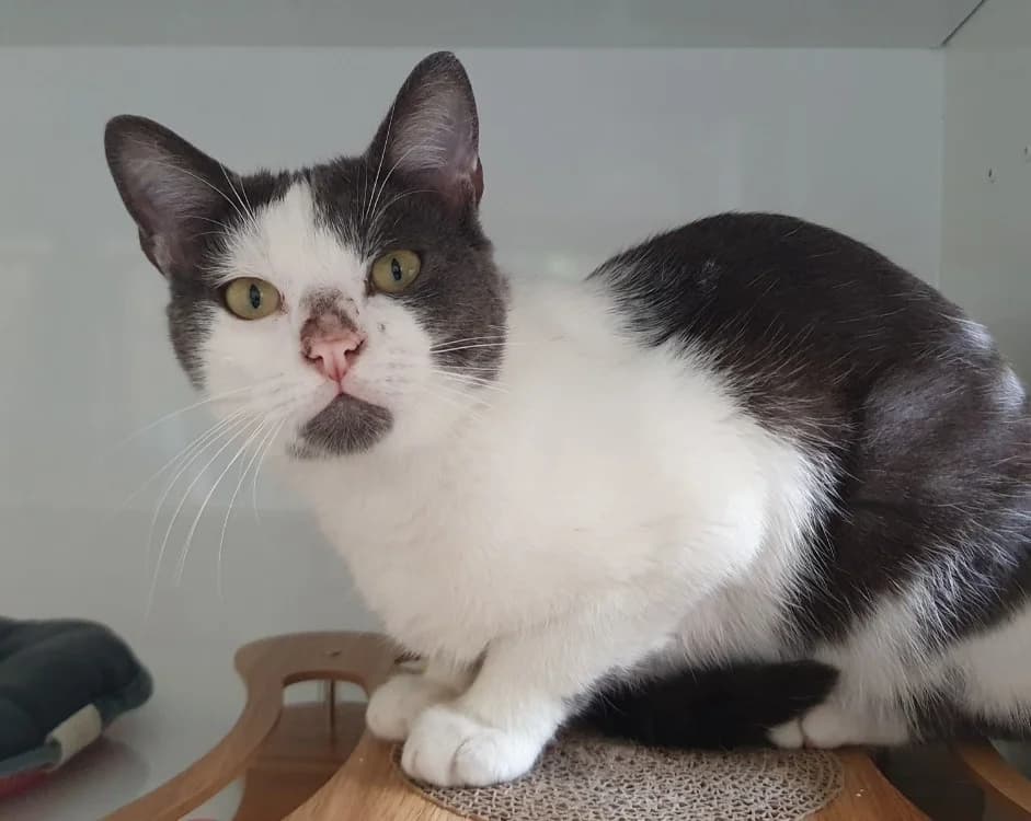 OREO CHA, male young Mixed Breed for adoption at SPA Chamarande, Chamarande