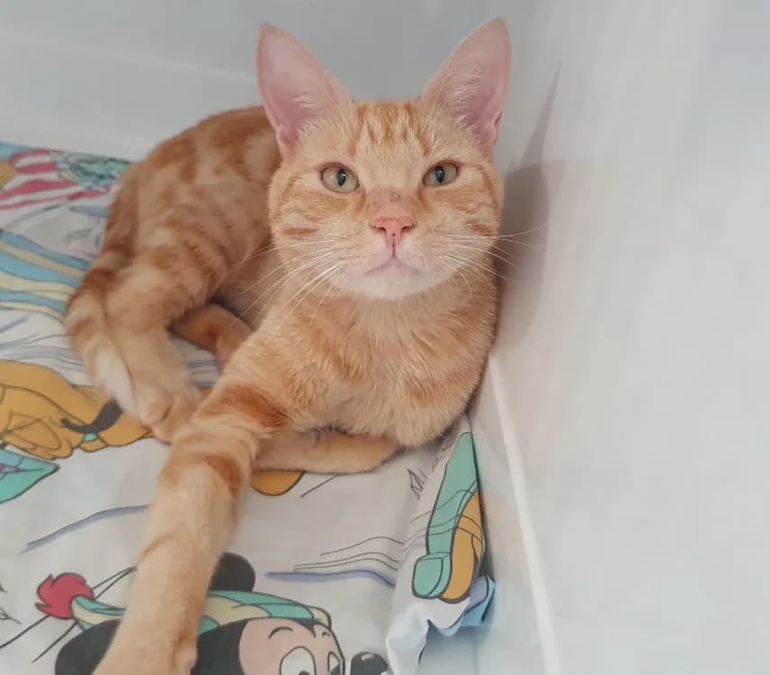 CARAMEL CHA, male 4yo Mixed Breed for adoption at SPA Chamarande, Chamarande