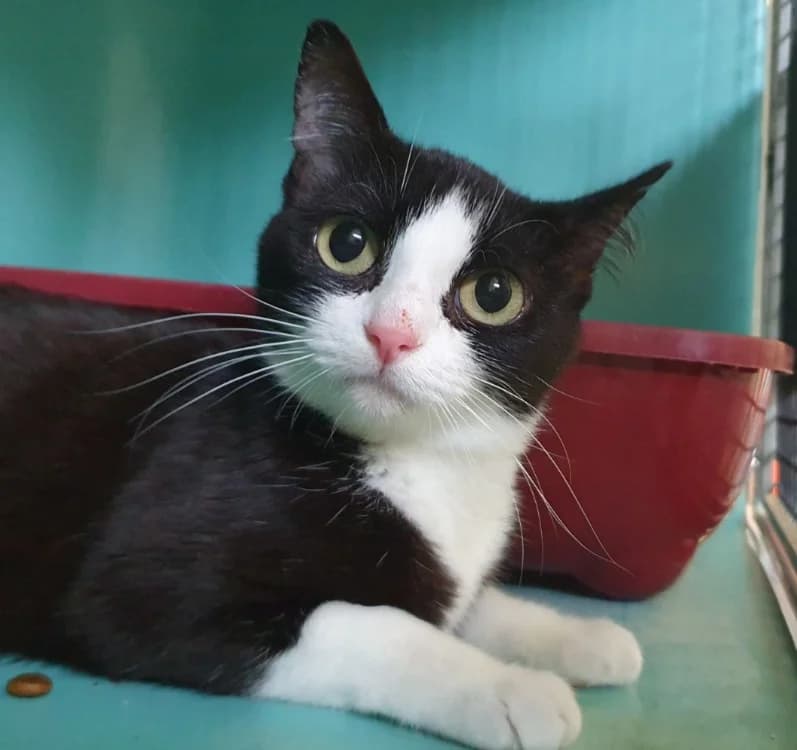 OREO, Mixed Breed (SPA Chamarande)