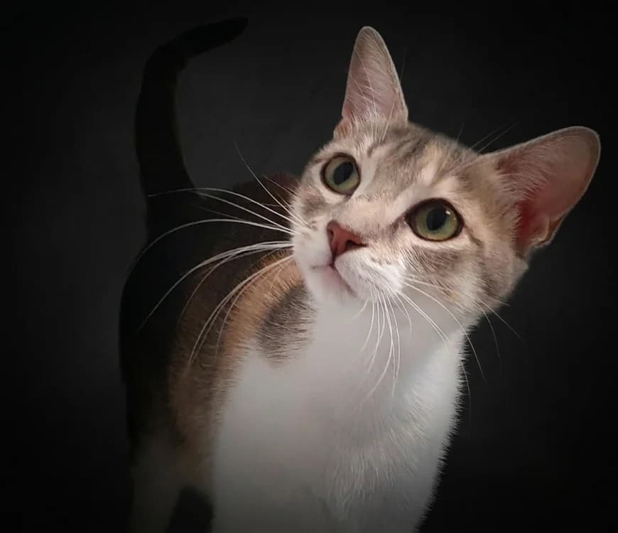 PAILLETTE CHA, female Mixed Breed for adoption at SPA Chamarande, Chamarande