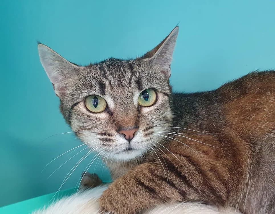 AVAHI CHA, female 6yo Mixed Breed for adoption at SPA Chamarande, Chamarande