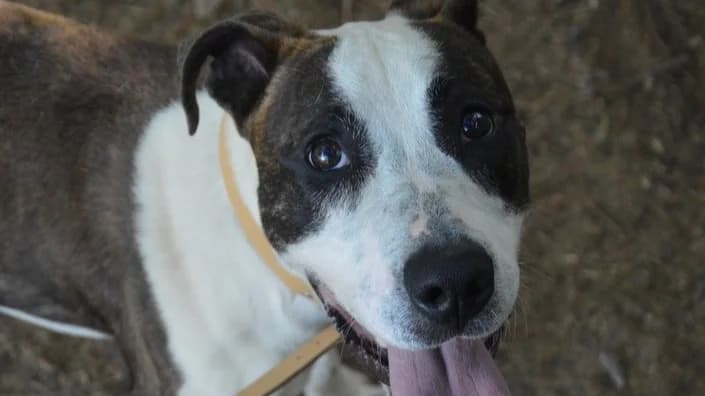 BOWIE CHAO, male young Mixed Breed for adoption at SPA Chamarande, Chamarande