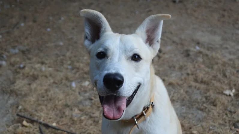 SIMBA CHAO, male puppy Husky for adoption at SPA Chamarande, Chamarande