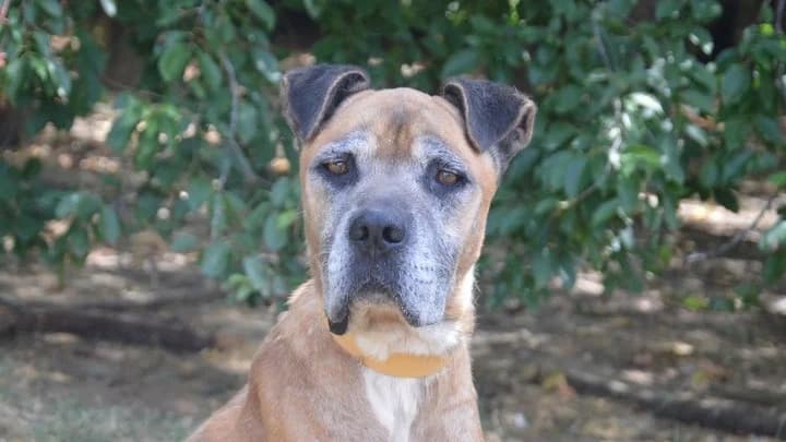 LOOKI CHAO, male senior Cane Corso for adoption at SPA Chamarande, Chamarande