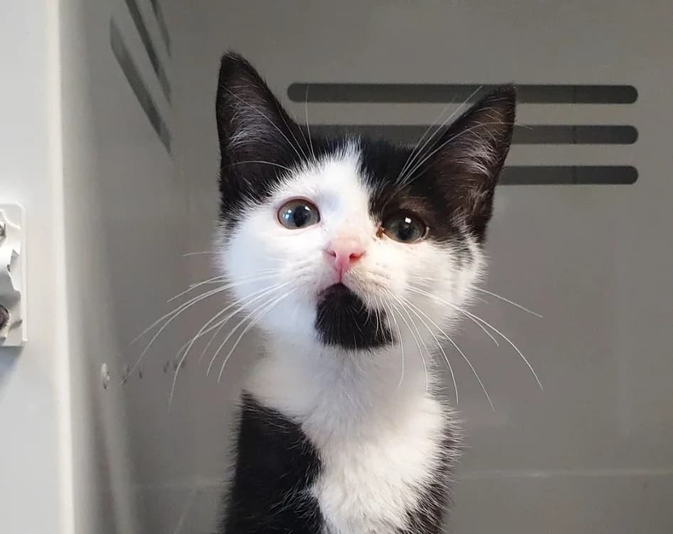 KURO, Mixed Breed (SPA Chamarande)
