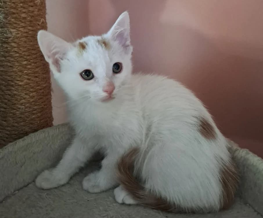 CETIRI CHA, male puppy Mixed Breed for adoption at SPA Chamarande, Chamarande