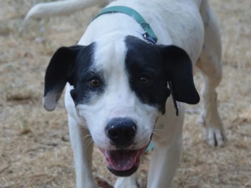 OLAF CHAO, male young Mixed Breed for adoption at SPA Chamarande, Chamarande