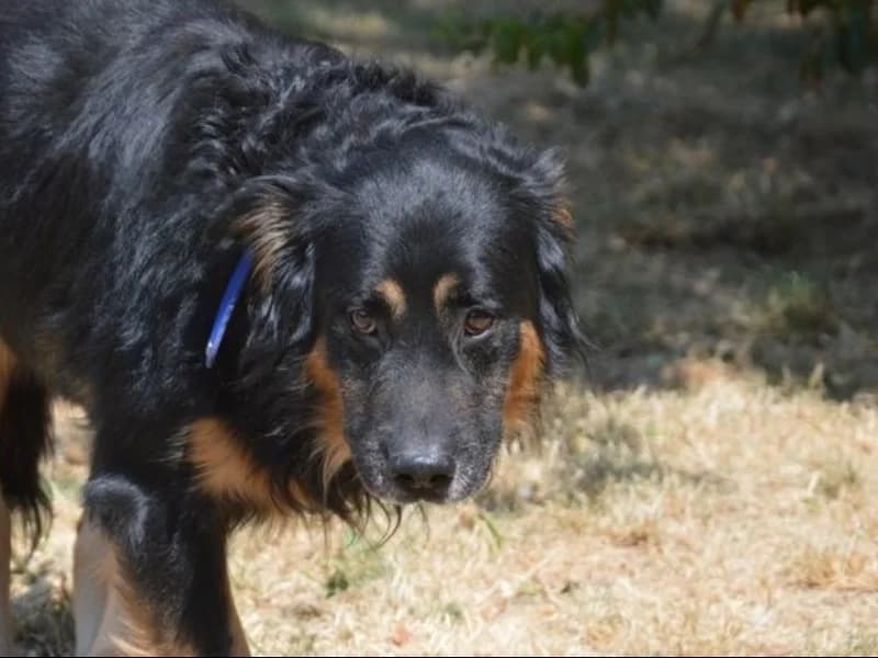 JASON CHAO, male 7yo mixed breed for adoption at SPA Chamarande, Chamarande
