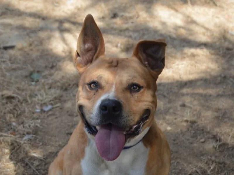 SAWYER CHAO, male 3yo Staffordshire Bull Terrier for adoption at SPA Chamarande, Chamarande