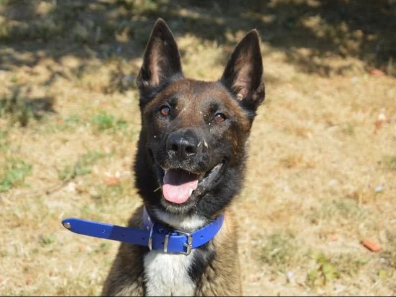 ARES CHAO, male young Belgian Malinois for adoption at SPA Chamarande, Chamarande