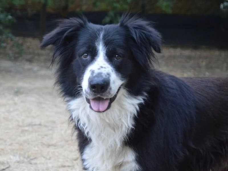 CYRANO CHAO, male 5yo Border Collie for adoption at SPA Chamarande, Chamarande