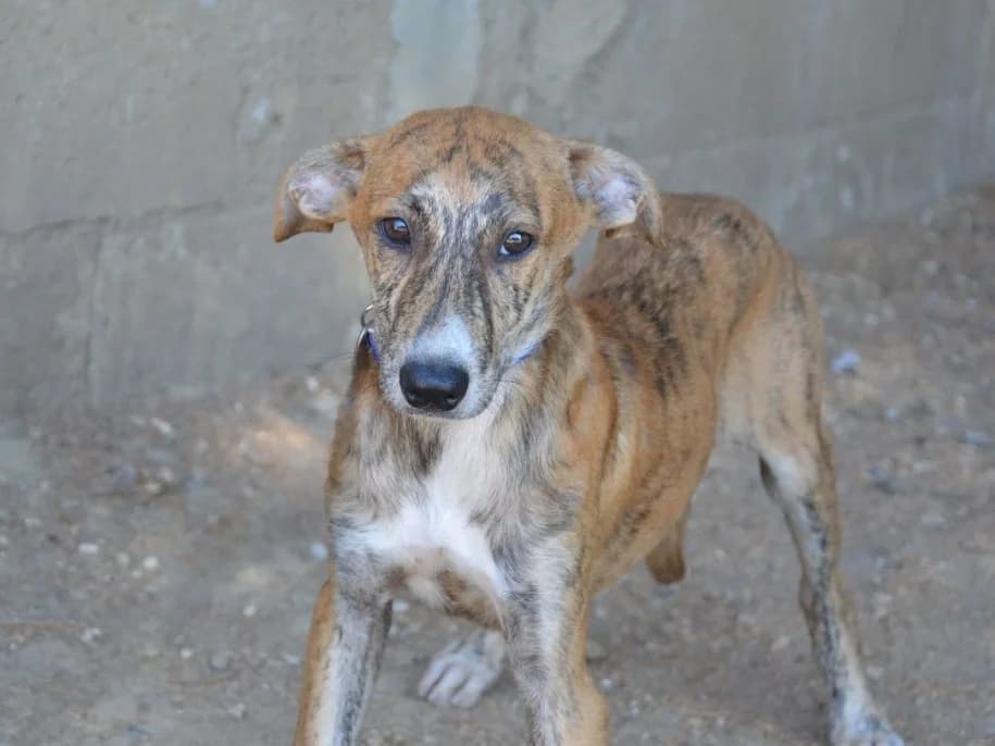 WATSON, male puppy mixed breed for adoption at SPA Chamarande, Chamarande