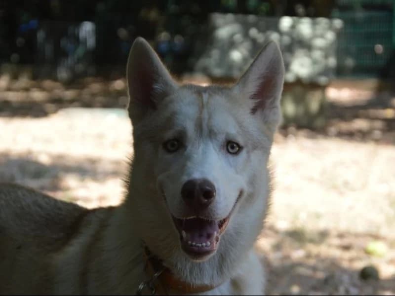 BALTHAZAR CHAO, male puppy Husky for adoption at SPA Chamarande, Chamarande