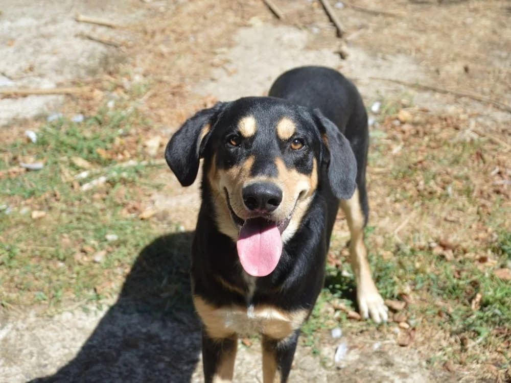 ATLAS, male mixed breed for adoption at SPA Chamarande, Chamarande