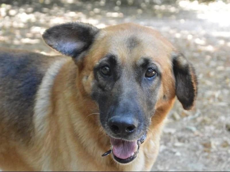 PABLO 2 CHAO, male 7yo German Shepherd for adoption at SPA Chamarande, Chamarande