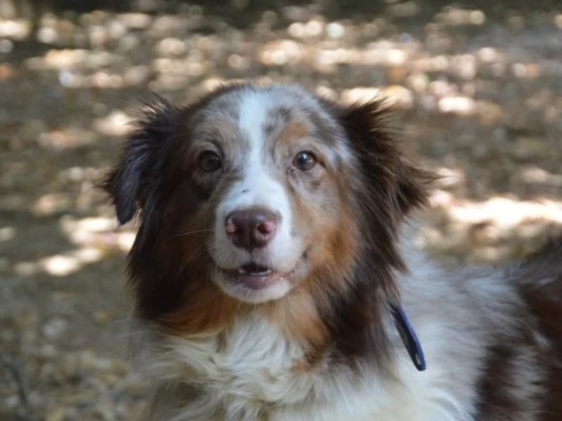 THIANA CHAO, female 4yo Australian Shepherd for adoption at SPA Chamarande, Chamarande
