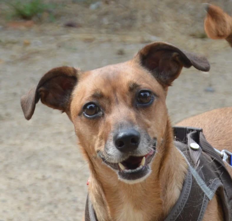 VANILLE CHAO, female 5yo Mixed Breed for adoption at SPA Chamarande, Chamarande