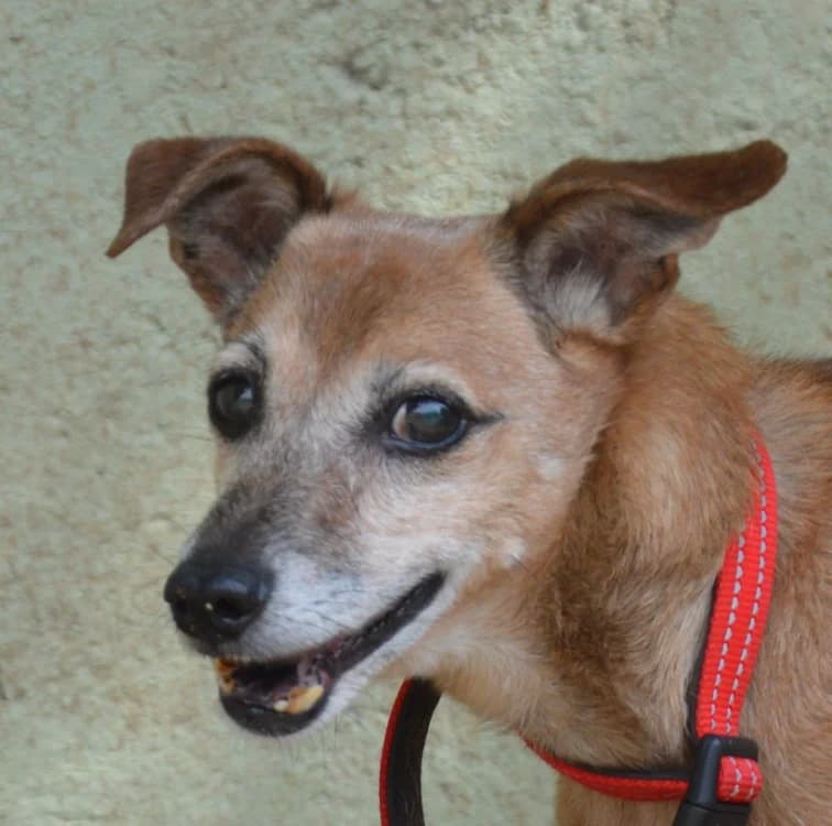 CARAMEL CHAO, male senior Mixed Breed for adoption at SPA Chamarande, Chamarande