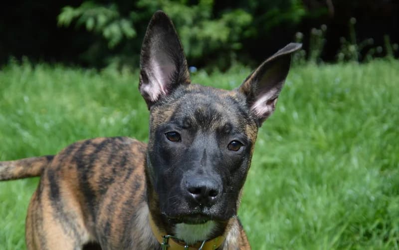 LESKO CHAO, male young Mixed Breed for adoption at SPA Chamarande, Chamarande