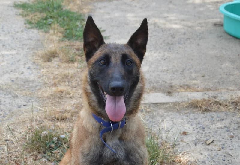 STELLA CHAO, female 3yo Belgian Malinois for adoption at SPA Chamarande, Chamarande