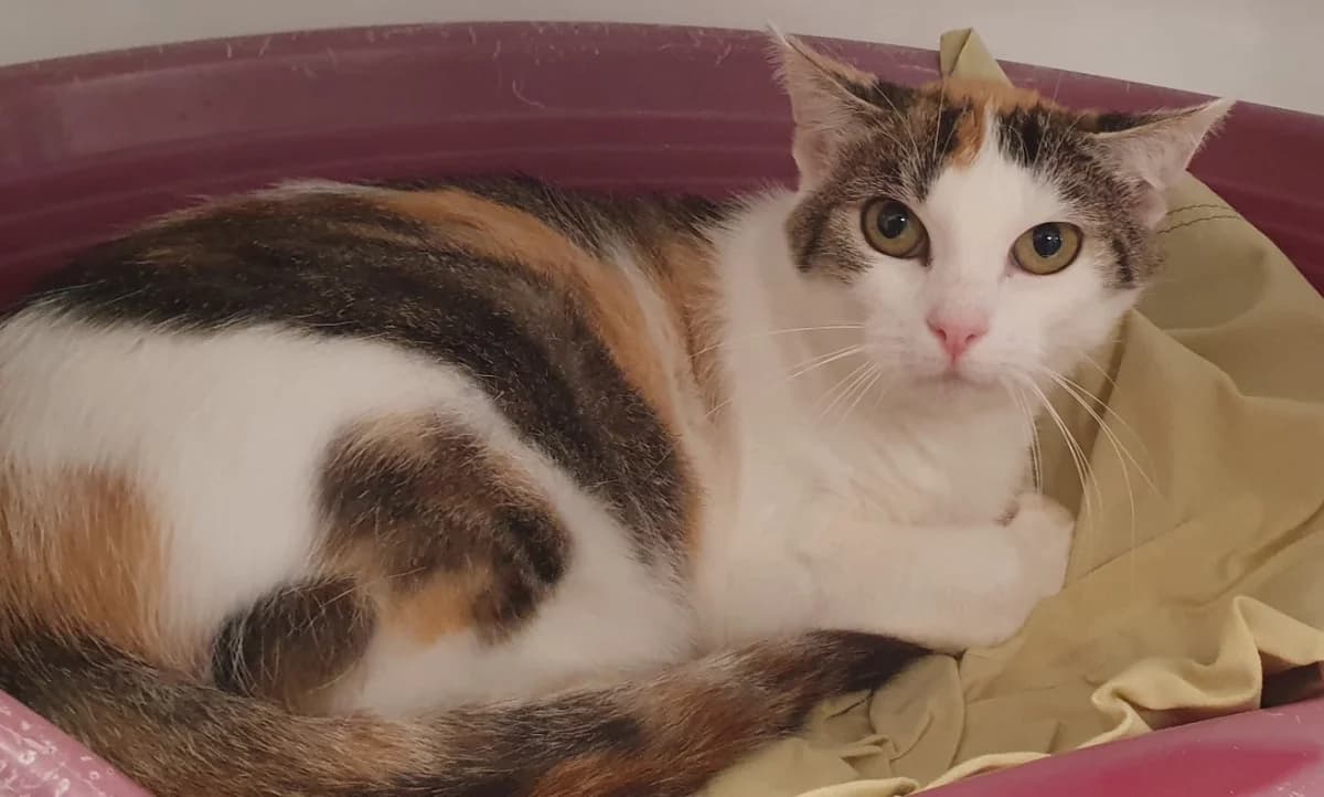 LEXA CHA, female 3yo Mixed Breed for adoption at SPA Chamarande, Chamarande