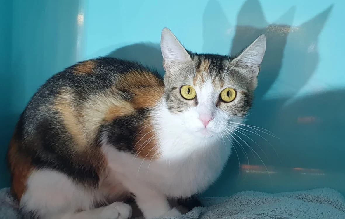 QUATRE CHA, female young Mixed Breed for adoption at SPA Chamarande, Chamarande