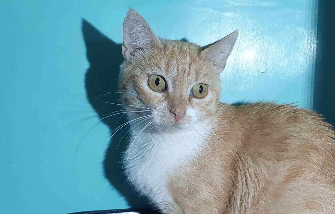 BALI CHA, female 4yo Mixed Breed for adoption at SPA Chamarande, Chamarande