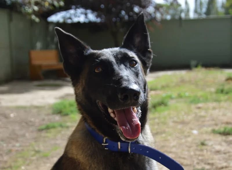 SIENA CHAO, female Belgian Malinois for adoption at SPA Chamarande, Chamarande