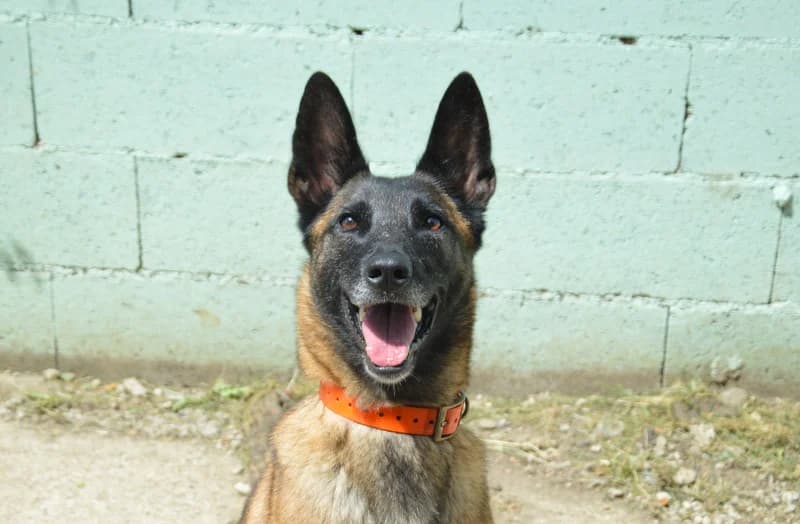 VODOUNSI CHAO, female Belgian Malinois for adoption at SPA Chamarande, Chamarande