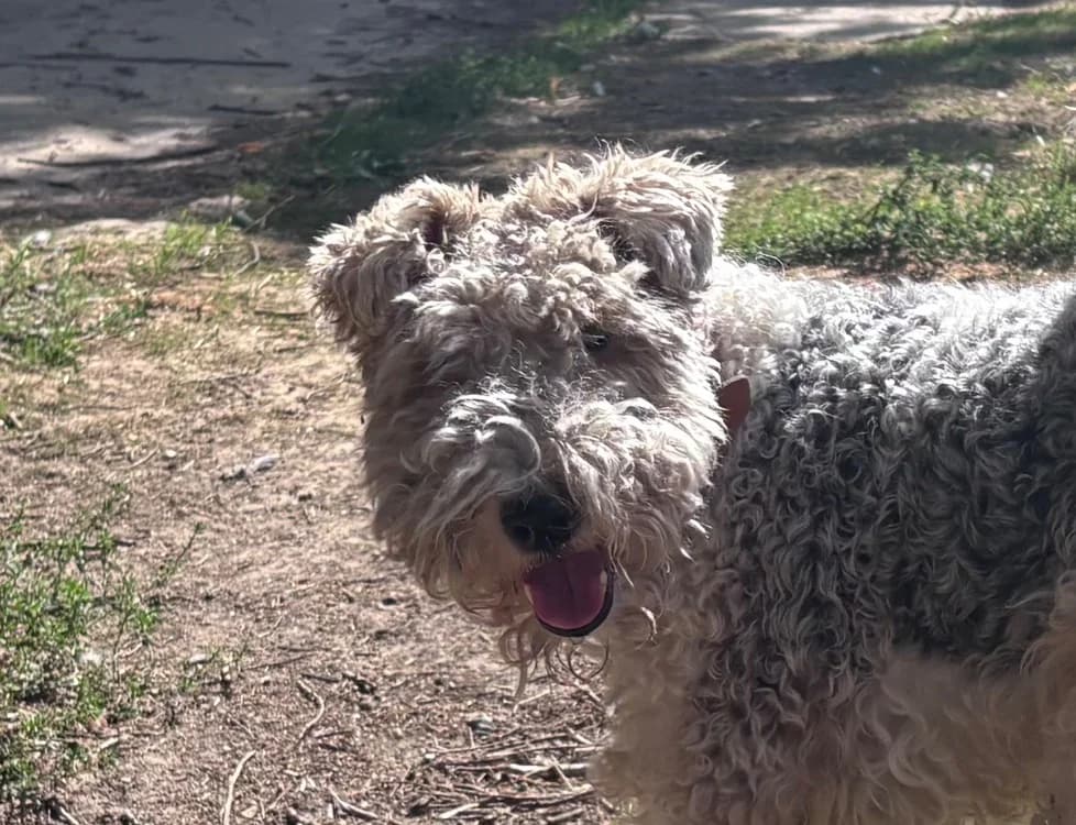 OLTO CHAO, male senior mixed breed for adoption at SPA Chamarande, Chamarande