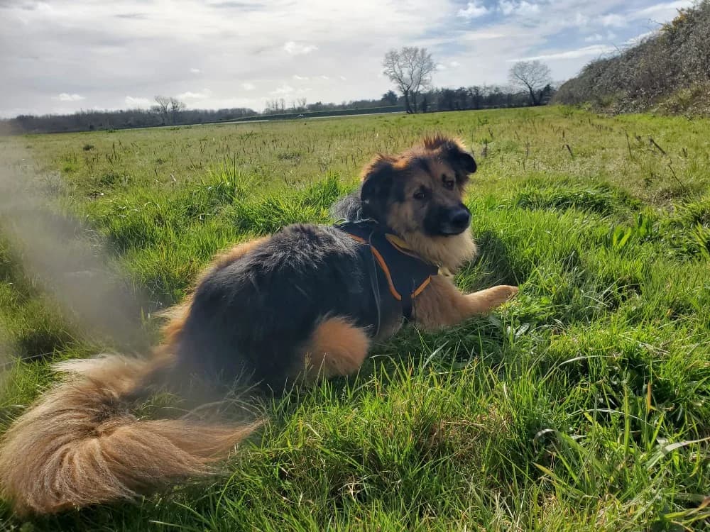 LYS, male 3yo German Shepherd for adoption at SPA Château-d'Olonne