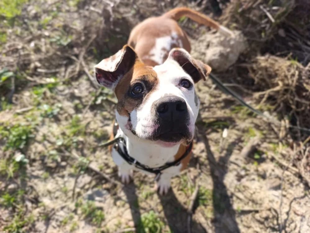 PERLE, female 6yo American Staffordshire Terrier for adoption at SPA Château-d'Olonne