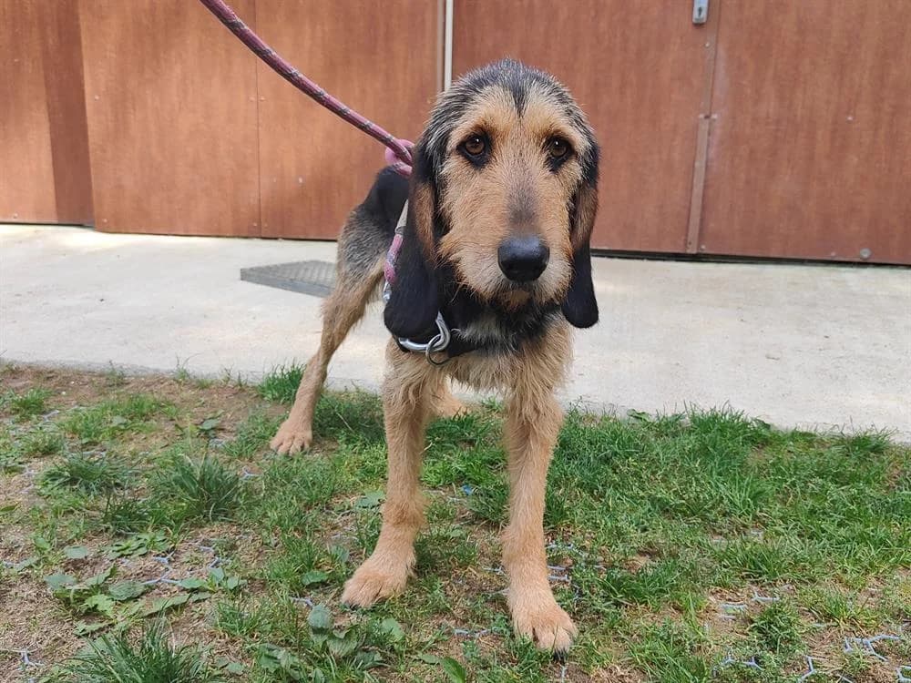POKER, male 4yo Mixed Breed for adoption at SPA Château-d'Olonne