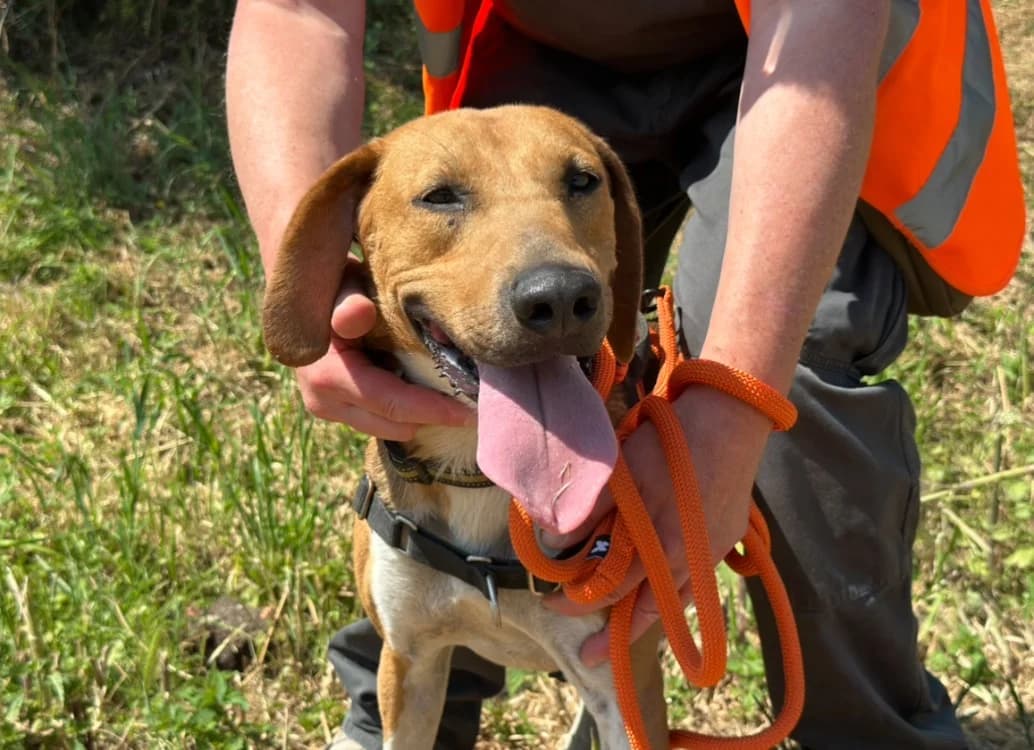 SNOW, male 4yo Beagle for adoption at SPA Château-d'Olonne