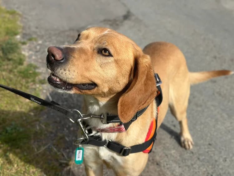 melba, female Labrador Retriever for adoption at SPA Château-d'Olonne