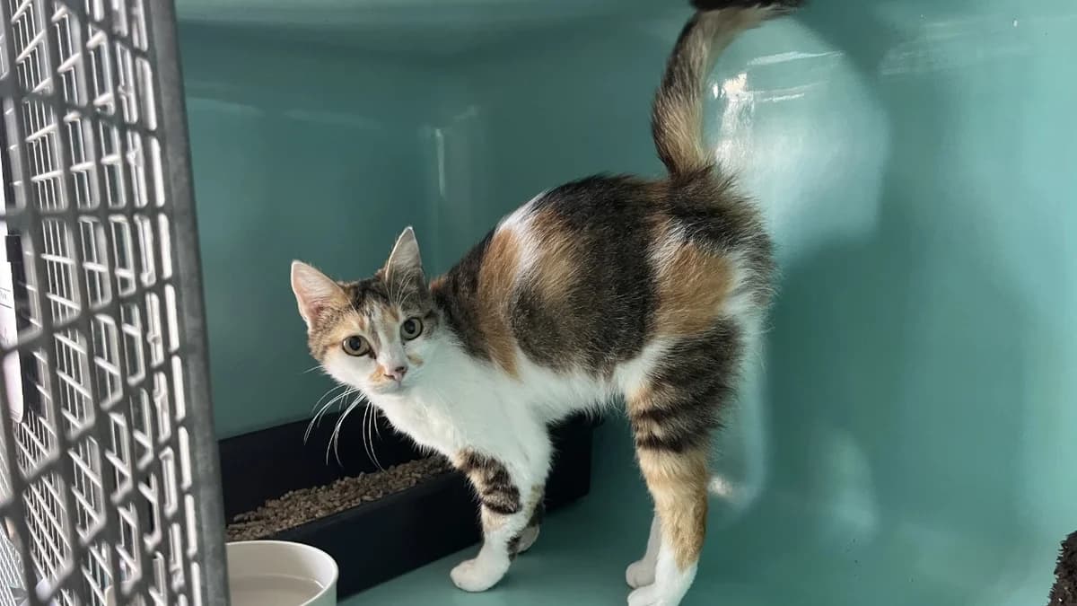 vinciane, female mixed breed for adoption at SPA Château-d'Olonne