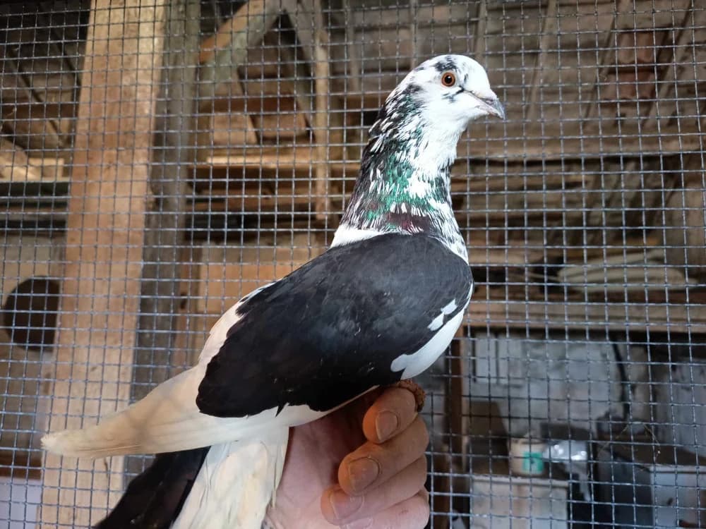 RIO, male mixed breed for adoption at SPA Perpignan, Perpignan