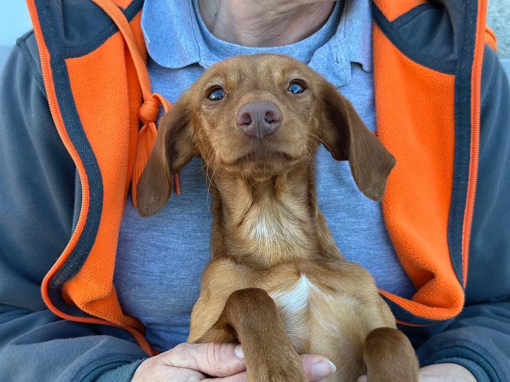 ZOOBLE, female 3yo Dachshund for adoption at SPA Château-d'Olonne