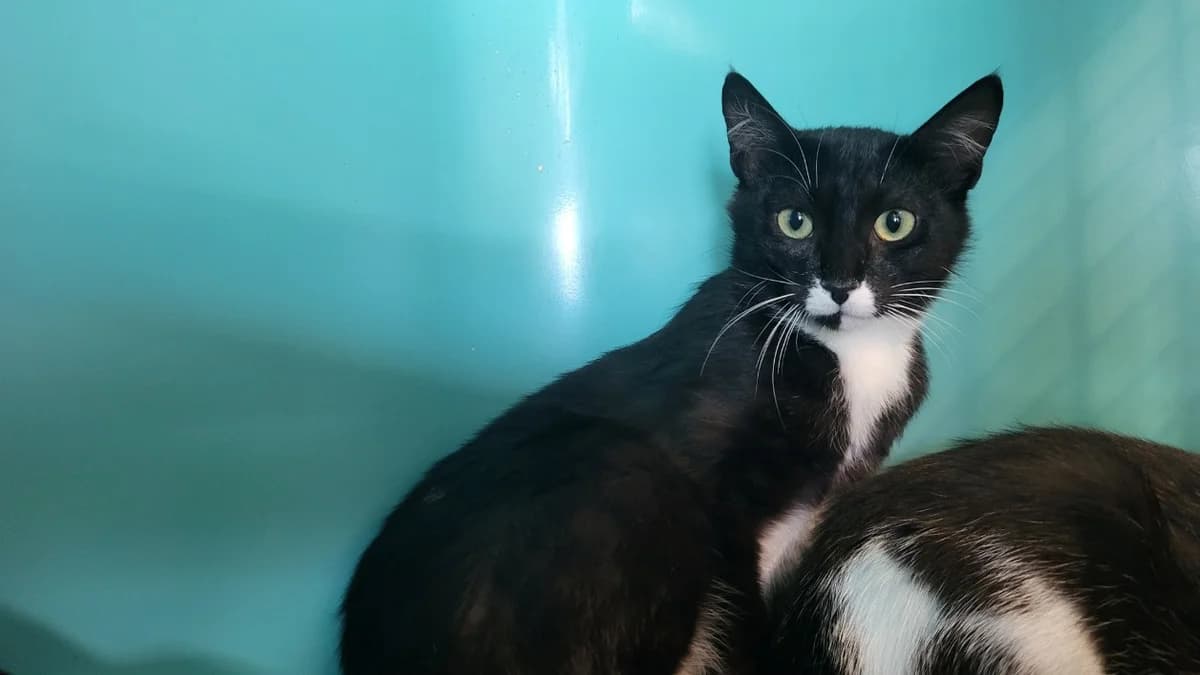 bouba, female Mixed Breed for adoption at SPA Château-d'Olonne