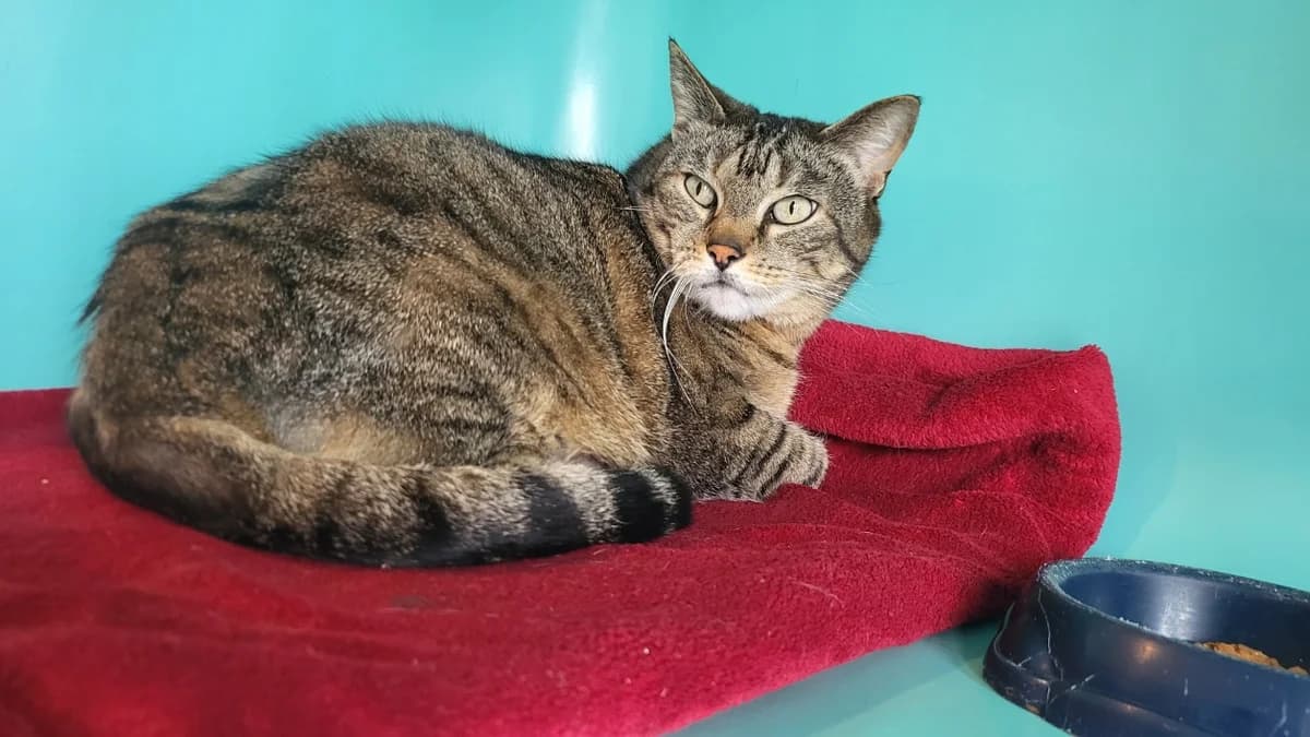 oasis, female 7yo mixed breed for adoption at SPA Château-d'Olonne