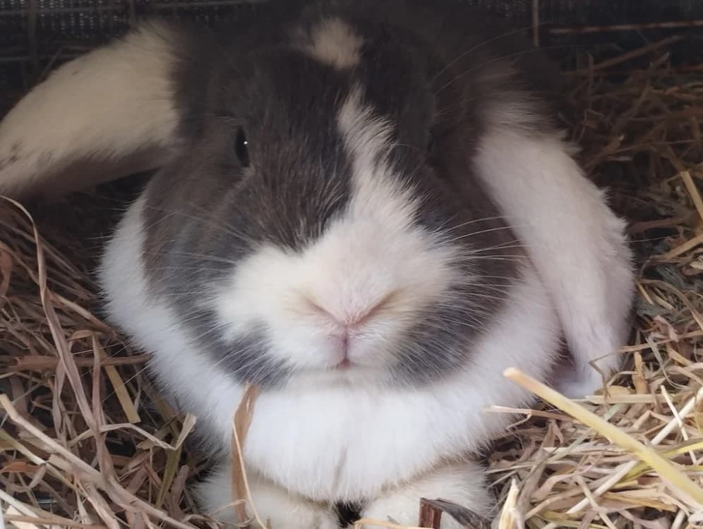 MENTOS, female Mixed Breed for adoption at SPA Château-d'Olonne