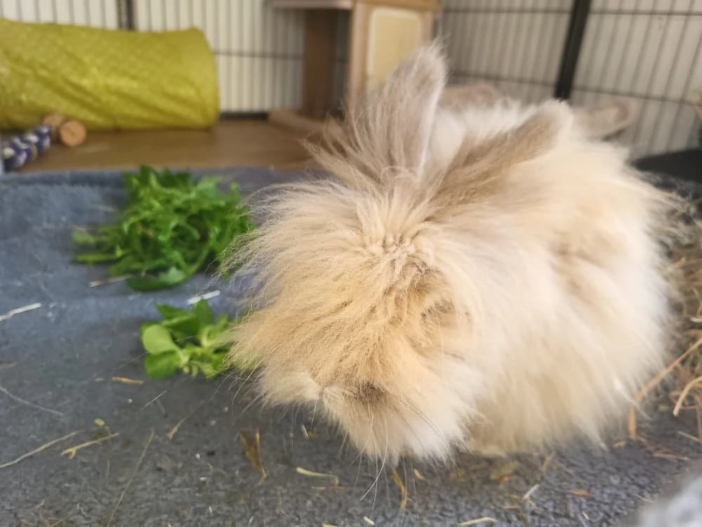 auguste, male 5yo mixed breed for adoption at SPA Château-d'Olonne