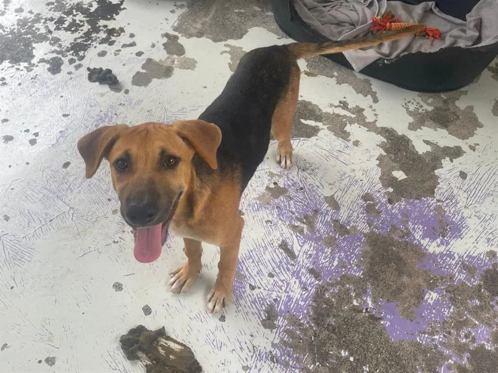 Camila (réservée), female Mixed Breed for adoption at SPA Château-d'Olonne