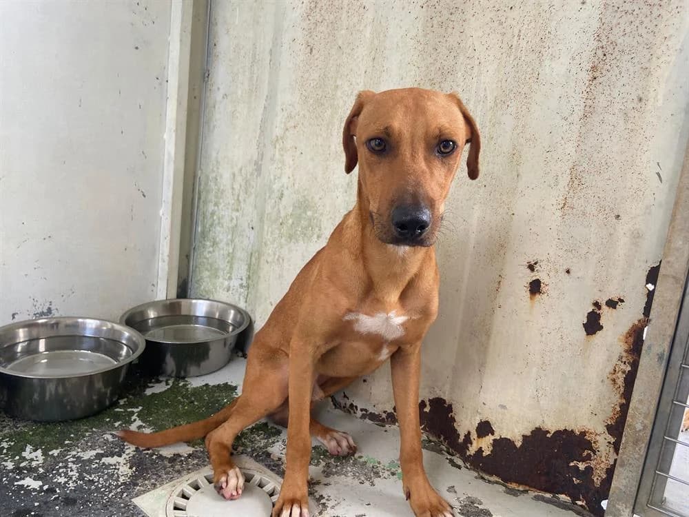 Legolas, male Mixed Breed for adoption at SPA Château-d'Olonne